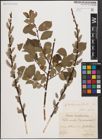 Foto von Salix aurita L.